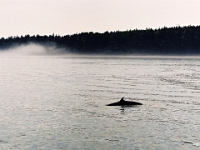 00914CrLe - Vacation 2004 - Whale watching, Minke Whale, St. Andrews, NB - M0008.jpg